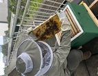 Wenn Bienen beim Lernen helfen 1: Bienenstock und Imker Ralf 
&tilde; Bildnachweis: Ralf Stubbe, Birgit Eilers-Born