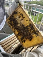 Wenn Bienen beim Lernen helfen 1: Nahaufnahme der Waben 
&tilde; Bildnachweis: Ralf Stubbe, Birgit Eilers-Born
