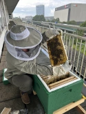 Imker Ralf Stubbe begutachtet seine Bienenkörbe auf dem Dach der Erwachsenenschule